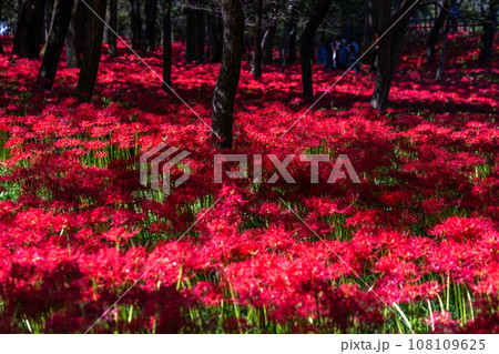 《埼玉県》秋を彩る彼岸花・巾着田曼珠沙華 108109625