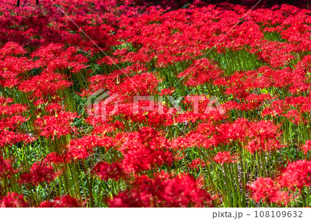 《埼玉県》秋を彩る彼岸花・巾着田曼珠沙華 《埼玉県》秋を彩る彼岸花・巾着田曼珠沙華 108109632