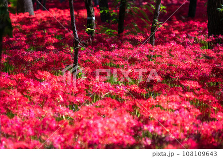 《埼玉県》秋を彩る彼岸花・巾着田曼珠沙華 108109643