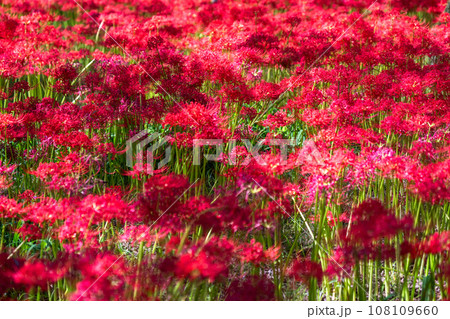 《埼玉県》秋を彩る彼岸花・巾着田曼珠沙華 108109660