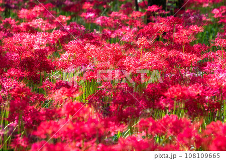 《埼玉県》秋を彩る彼岸花・巾着田曼珠沙華 108109665