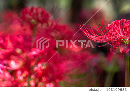 《埼玉県》秋を彩る彼岸花・巾着田曼珠沙華 《埼玉県》秋を彩る彼岸花・巾着田曼珠沙華 108109688