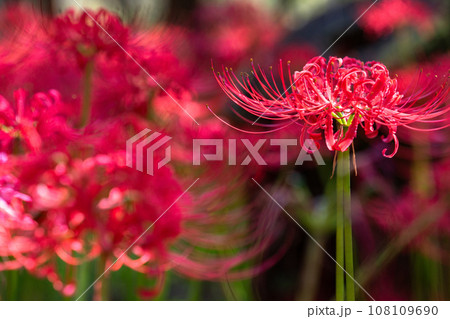 《埼玉県》秋を彩る彼岸花・巾着田曼珠沙華 108109690