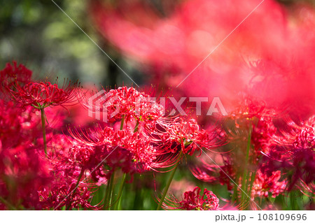 《埼玉県》秋を彩る彼岸花・巾着田曼珠沙華 《埼玉県》秋を彩る彼岸花・巾着田曼珠沙華 108109696