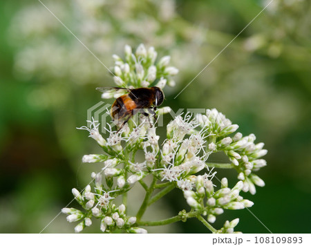 ヒヨドリバナ訪花昆虫 ハナアブ科オオハナアブ ヒヨドリバナ訪花昆虫 ハナアブ科オオハナアブ 108109893