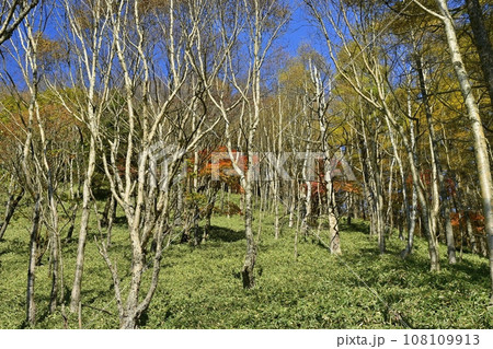 奥日光半月山登山道からの紅葉の木々 108109913