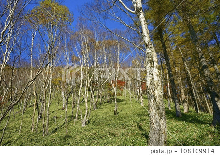 奥日光半月山登山道からの紅葉の木々 108109914