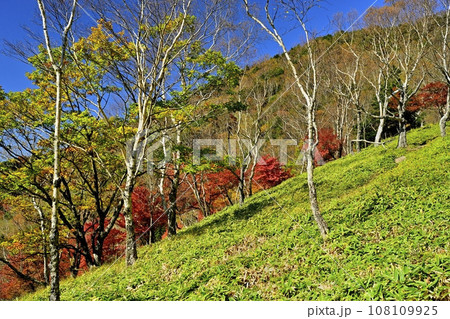奥日光半月山登山道からの紅葉の木々 108109925