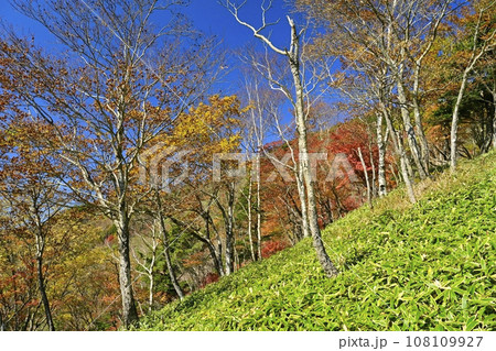 奥日光半月山登山道からの紅葉の木々 奥日光半月山登山道からの紅葉の木々 108109927