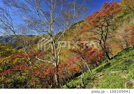 奥日光半月山登山道からの紅葉の木々に足尾山塊 奥日光半月山登山道からの紅葉の木々に足尾山塊 108109941