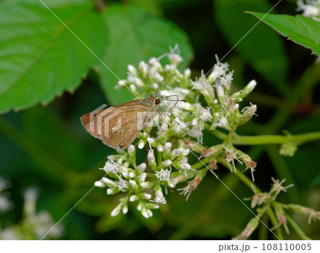 ヒヨドリバナ訪花昆虫 セセリチョウ科オオチャバネセセリ ヒヨドリバナ訪花昆虫 セセリチョウ科オオチャバネセセリ 108110005