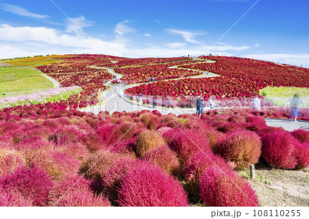 秋の国営ひたち海浜公園　赤く紅葉したコキア　茨城県ひたちなか市 108110255