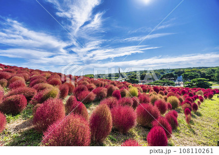 秋の国営ひたち海浜公園 赤く紅葉したコキア 茨城県ひたちなか市 秋の国営ひたち海浜公園 赤く紅葉したコキア 茨城県ひたちなか市 108110261