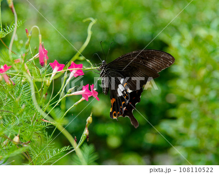 日本最大級の蝶 アゲハチョウ科モンキアゲハ♀の吸蜜 日本最大級の蝶 アゲハチョウ科モンキアゲハ♀の吸蜜 108110522