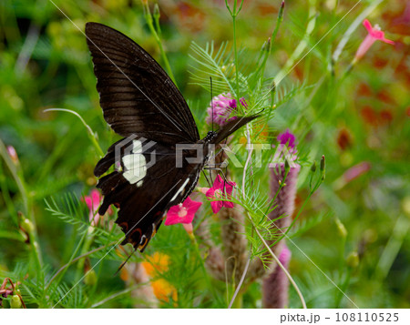日本最大級の蝶　アゲハチョウ科モンキアゲハ♀の吸蜜 108110525