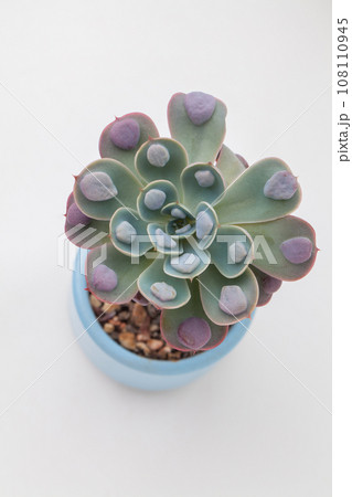 Echeveria raindrops succulent houseplant in pot on white background top view. Rare flower rosette 108110945