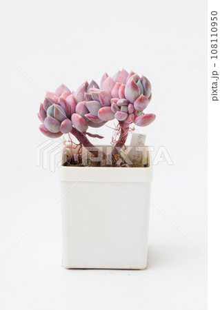 Pink Succulent houseplant Pachyveria Draco in white pot. Flower bouquet arrangement 108110950