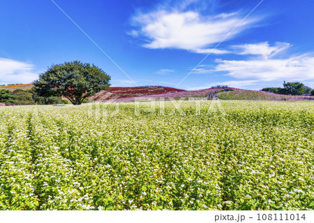 秋の国営ひたち海浜公園 赤く紅葉したコキアとそばの花 茨城県ひたちなか市 秋の国営ひたち海浜公園 赤く紅葉したコキアとそばの花 茨城県ひたちなか市 108111014