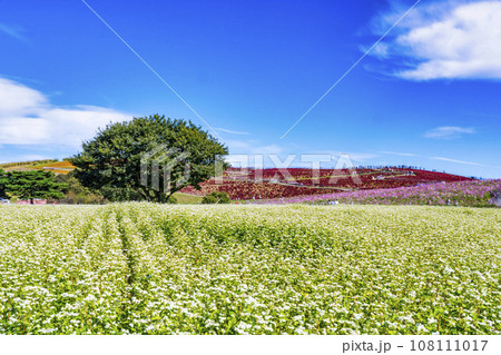 秋の国営ひたち海浜公園　赤く紅葉したコキアとそばの花　茨城県ひたちなか市 108111017