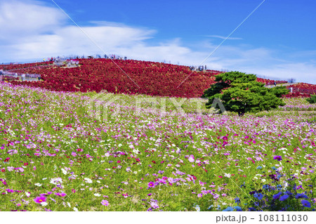 秋の国営ひたち海浜公園　赤く紅葉したコキアとコスモス　茨城県ひたちなか市 108111030