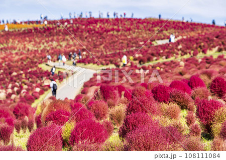 秋の国営ひたち海浜公園 赤く紅葉したコキア 茨城県ひたちなか市 秋の国営ひたち海浜公園 赤く紅葉したコキア 茨城県ひたちなか市 108111084