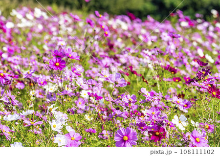 秋の国営ひたち海浜公園　たくさんのとコスモス　茨城県ひたちなか市 108111102