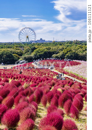 秋の国営ひたち海浜公園　赤く紅葉したコキア　茨城県ひたちなか市 108111121
