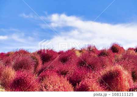秋の国営ひたち海浜公園 赤く紅葉したコキア 茨城県ひたちなか市 秋の国営ひたち海浜公園 赤く紅葉したコキア 茨城県ひたちなか市 108111125