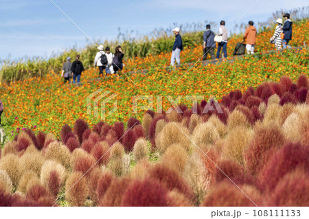 秋の国営ひたち海浜公園　赤く紅葉したコキアとコスモス　茨城県ひたちなか市 108111133