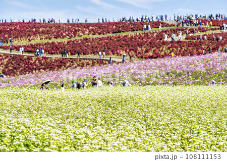 秋の国営ひたち海浜公園 赤く紅葉したコキアとそばの花 茨城県ひたちなか市 秋の国営ひたち海浜公園 赤く紅葉したコキアとそばの花 茨城県ひたちなか市 108111153