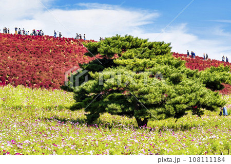 秋の国営ひたち海浜公園　赤く紅葉したコキアとコスモス　茨城県ひたちなか市 108111184
