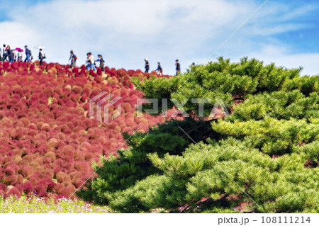 秋の国営ひたち海浜公園 赤く紅葉したコキア 茨城県ひたちなか市 秋の国営ひたち海浜公園 赤く紅葉したコキア 茨城県ひたちなか市 108111214