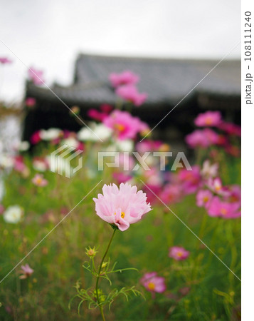 般若寺とコスモス 108111240