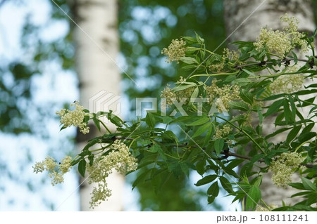 花開くエゾニワトコ 花開くエゾニワトコ 108111241