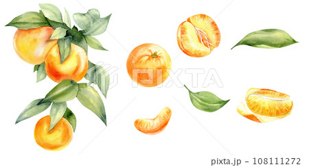 Watercolor orange mandarines set. Citrus fruit branch with green leaves, whole ripe, half, sliced on pieces, Vibrant juicy ripe citrus collection. Clementines clip art 108111272