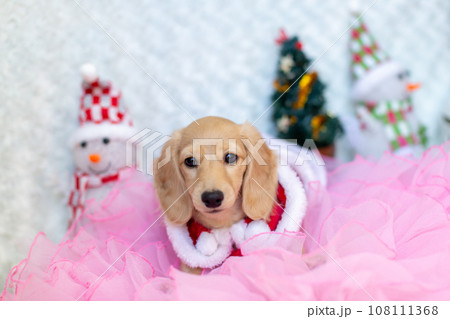 クリスマスのコスプレをした仔犬　カニンヘンダックスフンド 108111368