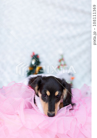 クリスマスのコスプレをした仔犬　カニンヘンダックスフンド 108111369