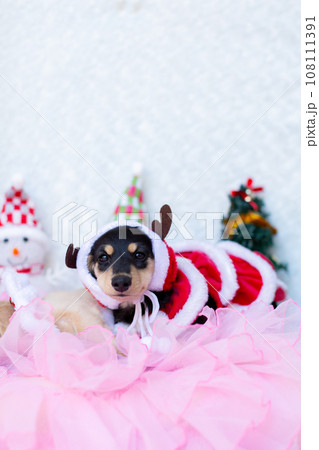 クリスマスのコスプレをした仔犬 カニンヘンダックスフンド クリスマスのコスプレをした仔犬 カニンヘンダックスフンド 108111391