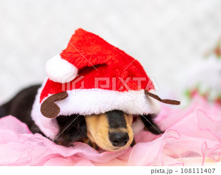 クリスマスのコスプレをした仔犬　カニンヘンダックスフンド 108111407