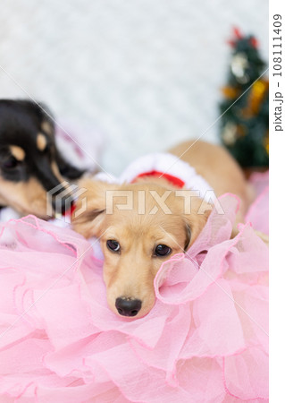 クリスマスのコスプレをした仔犬 カニンヘンダックスフンド クリスマスのコスプレをした仔犬 カニンヘンダックスフンド 108111409