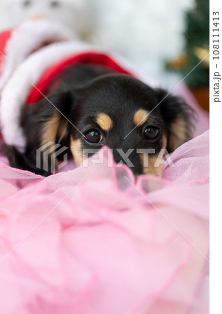 クリスマスのコスプレをした仔犬 カニンヘンダックスフンド クリスマスのコスプレをした仔犬 カニンヘンダックスフンド 108111413