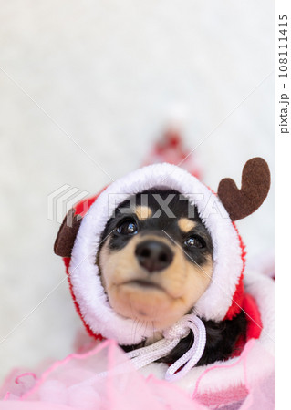 クリスマスのコスプレをした仔犬 カニンヘンダックスフンド クリスマスのコスプレをした仔犬 カニンヘンダックスフンド 108111415