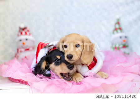 クリスマスのコスプレをした仔犬 カニンヘンダックスフンド クリスマスのコスプレをした仔犬 カニンヘンダックスフンド 108111420