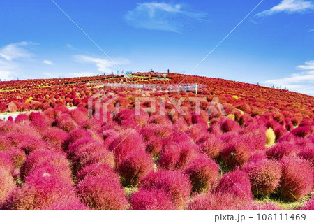 秋の国営ひたち海浜公園 赤く紅葉したコキア 茨城県ひたちなか市 秋の国営ひたち海浜公園 赤く紅葉したコキア 茨城県ひたちなか市 108111469