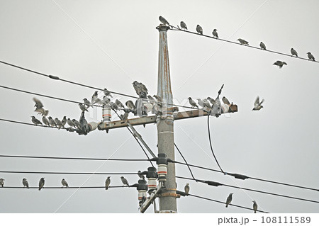 電線に集まるたくさんのムクドリ 電線に集まるたくさんのムクドリ 108111589