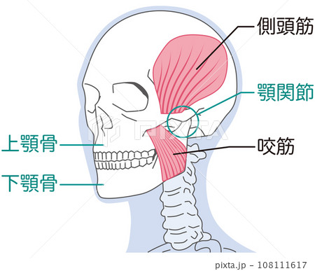 側頭筋と咬筋　顎関節の構造 108111617
