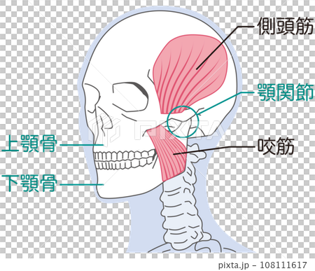 Temporalis muscle and masseter muscle - structure of temporomandibular joint 108111617