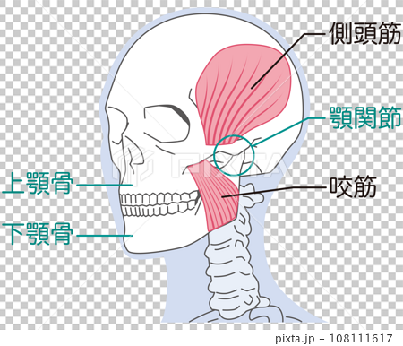 側頭筋と咬筋　顎関節の構造 108111617
