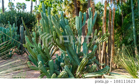 Big cactus in a cactus garden, a symbol of the harsh yet fascinating world of desert flora in Morocco. 108111623
