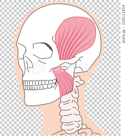 Temporalis muscle and masseter muscle - structure of temporomandibular joint 108111654